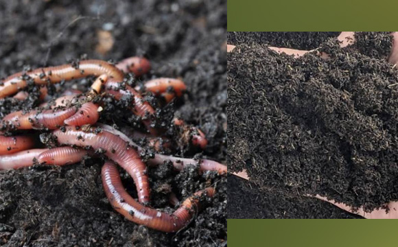 earthworm compost